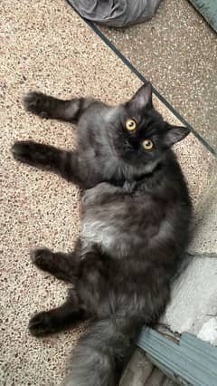 Persian Cat
