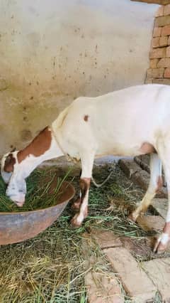 ,, goat