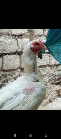 Heera aseel murghi