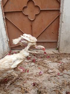 heera aseel