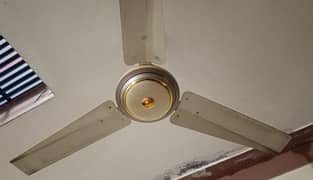 Asia fan