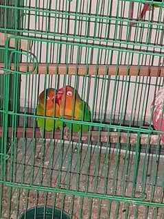 Dancing Lovebirds Pair