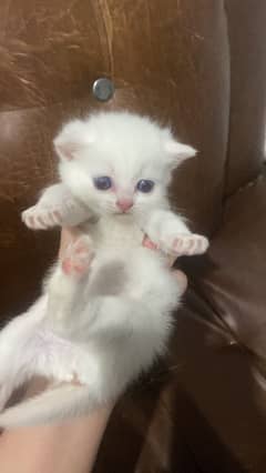 Persian