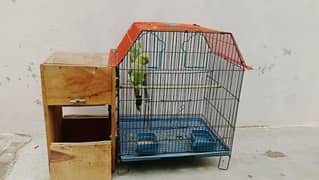 hand tame pair with cage and box