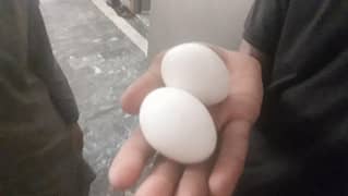 hen