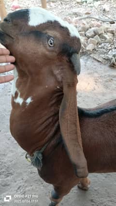 Beetal Nagra For Breeding