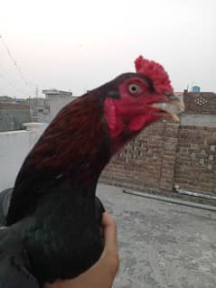 lasani