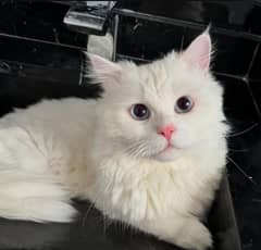 Elegant white beauty - Persian - Turkish angora cat for sale
