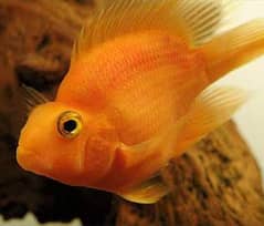 parrot fish