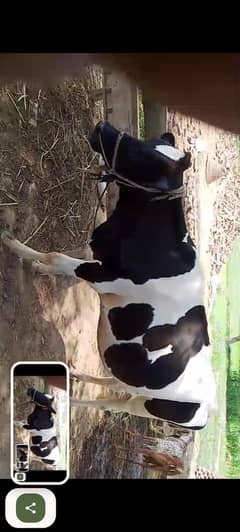 pure frezan cow dusra suwa  soonay wali ha tyar ha   03037227964