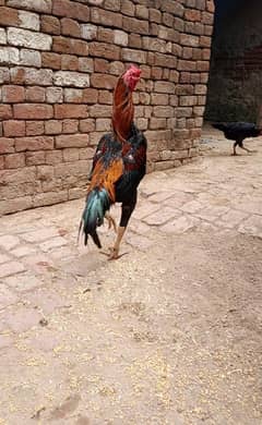 shamo aseel