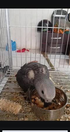 African grey parrot for sale 0329-2338-351