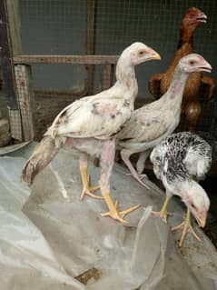 Pure Aseel Sindhi Chicks