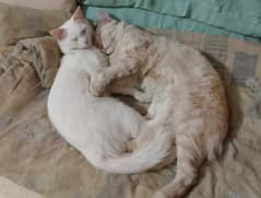 Persian Cat Single Coat