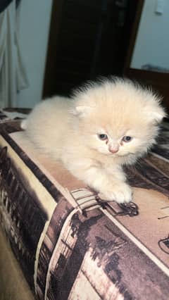 Persian kitten / punch face / cute / for sale