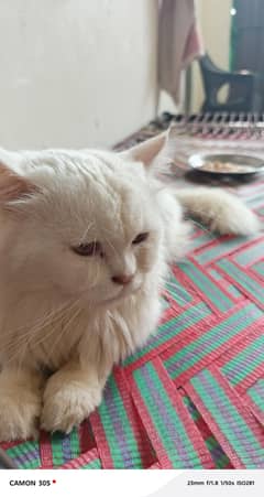 Male Cat