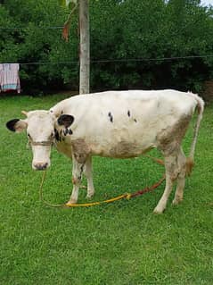 dairy cow