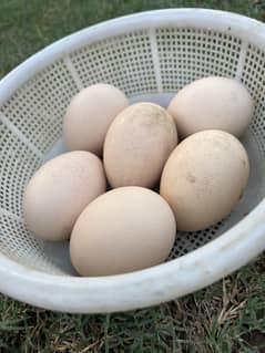 Peacock eggs available for sale