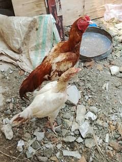 aseel hens