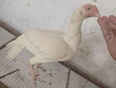 Assel Heera pair for sale Attock city