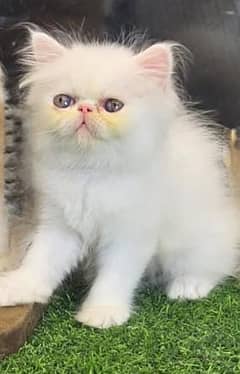 peki face pure persian male and female
