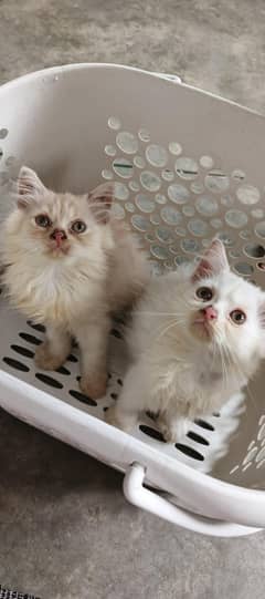 persian kitten