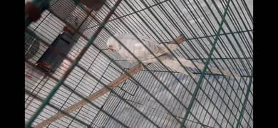lovebird
