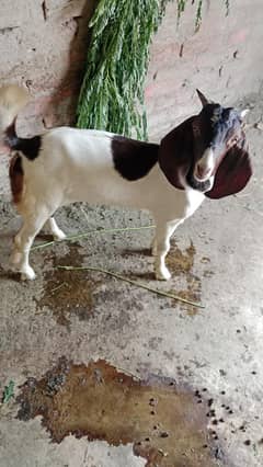 Bakra