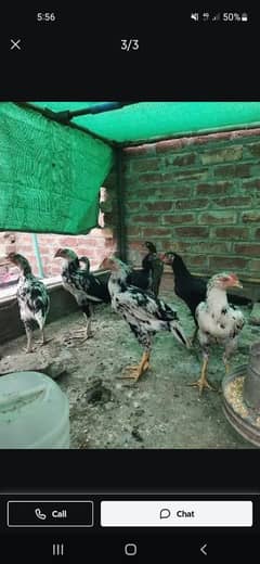 mianwali cheenay pathay