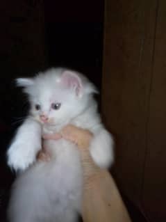 Persian kitten contact number 03187615297