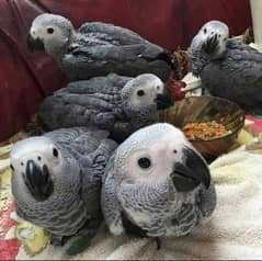 African grey parrot cheeks for sale+336+0622+825