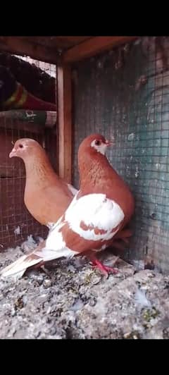 Lal Kumari Kach Pare breeder joda