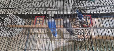Need To Sell All of Them at once: Love Birds Breeder Pairs