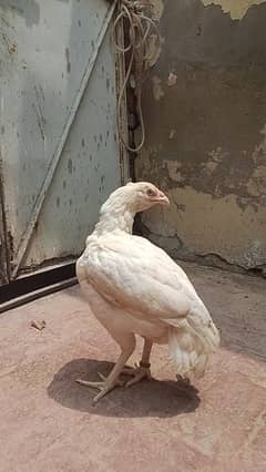 murgi ko aik ankh sy nzar nhi ata