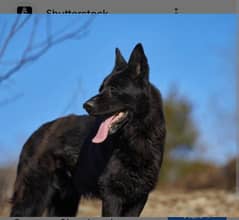 black german shepherd urgent sale