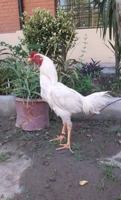 aseel