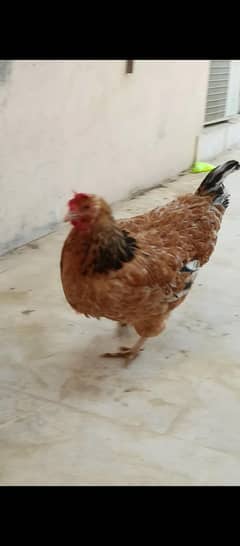 BUFF SUSSEX & ASEEL PAIR