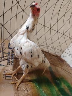 Pure Aseel chini Madi miawali Breed