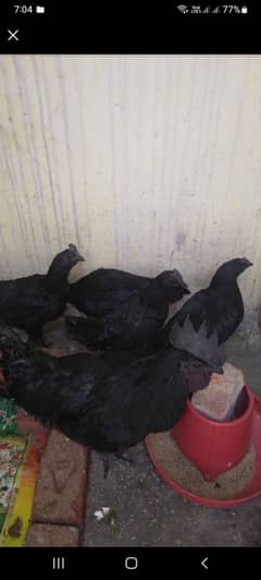 ayam