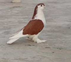 Magpie pouter