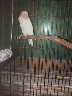 love bird Albino Budgies red eyes