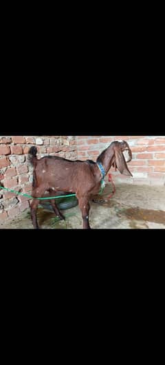 baby goat forsale