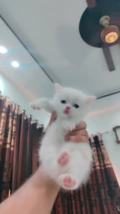 Persian