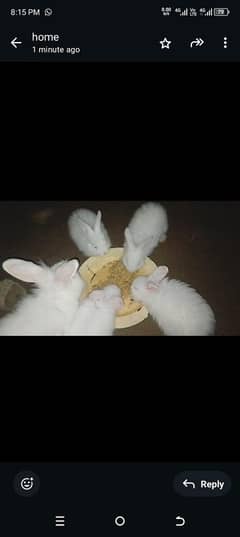 Angora Rabbit  2 breeder and 5 kit with red eyes