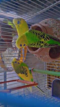 parrot