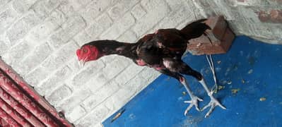 aseel thai top quality patha