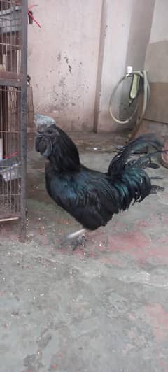Ayam cemani Male and aseel Female for sale in Lahore