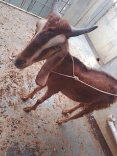 Tapra bakri