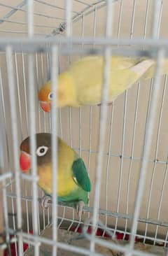 pair