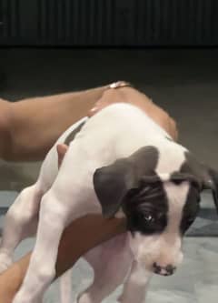 Bully puppy for sale